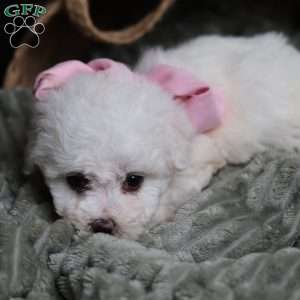 Joy, Bichon Frise Puppy